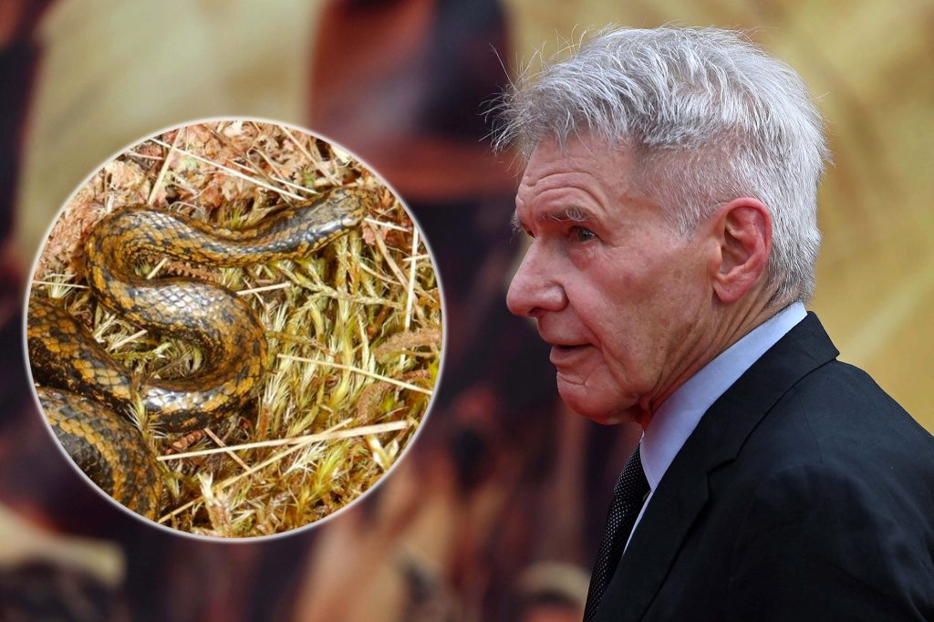 Deshalb heisst diese Schlange wie Harrison Ford