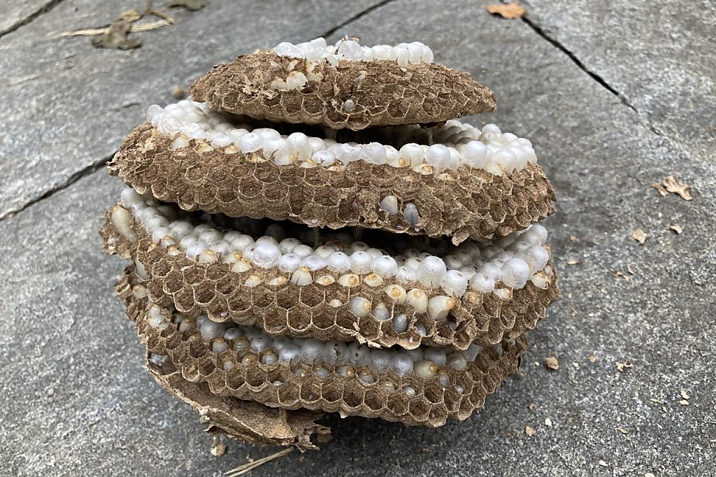 Jetzt fliegt die Asiatische Hornisse durch das St. Alban