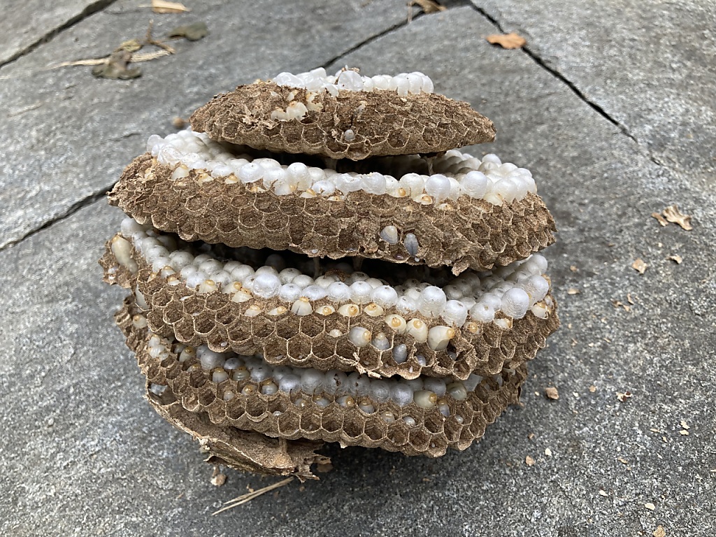 Jetzt fliegt die Asiatische Hornisse durch das St. Alban