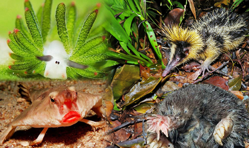 Du denkst, du hast schon alles gesehen? Das sind die skurrilsten Tiere der Welt