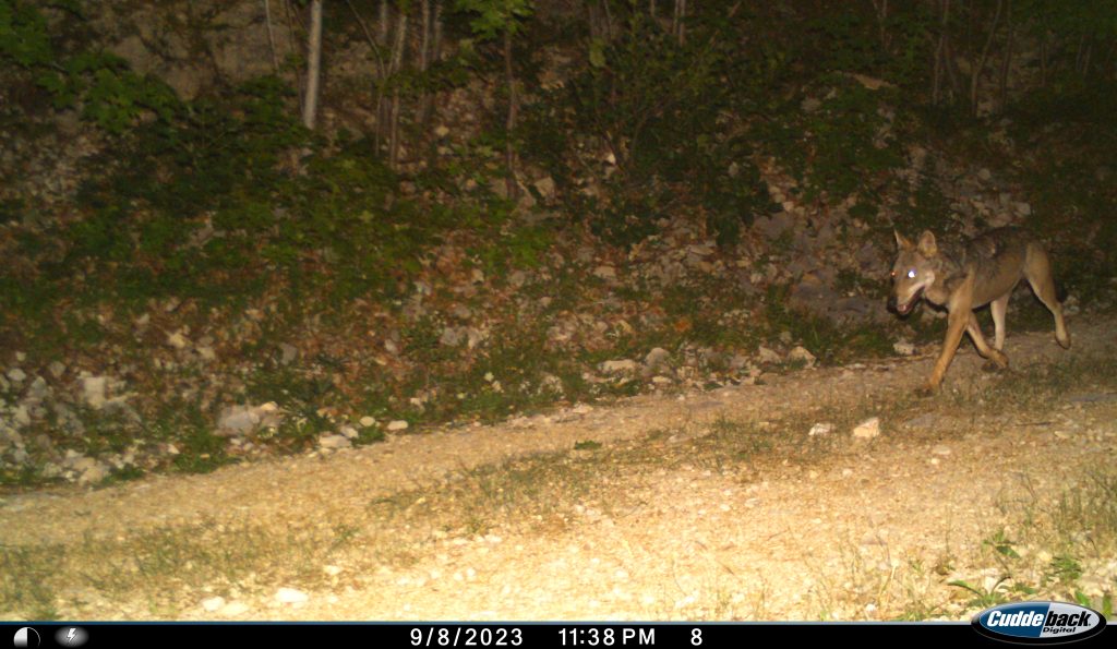 Hier tappt ein Wolf in die Fotofalle