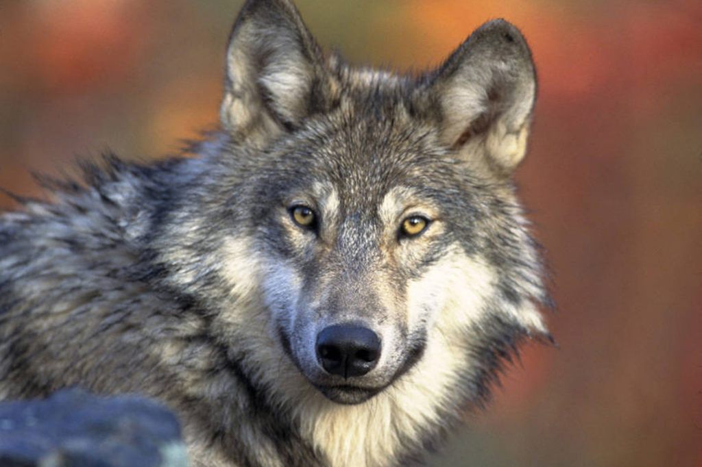 Tessiner Wissenschaftler testen Anti-Wolfs-Halsbänder
