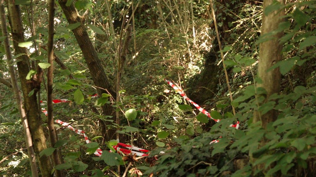 Ein Baum und vier Quadratmeter Wald bringen die Allschwiler auf die Palme