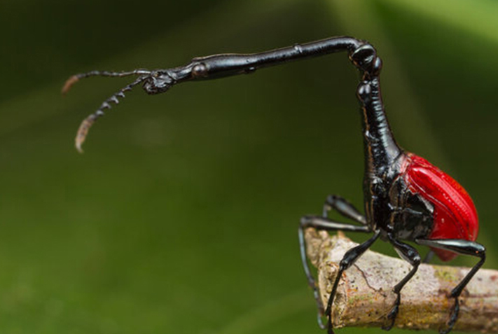 Diese komischen Insekten gibt es wirklich