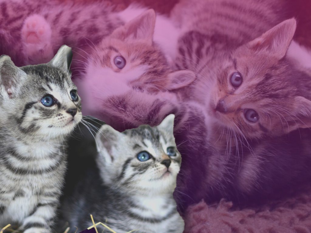 Süsse Katzenvideos zum Wochenstart