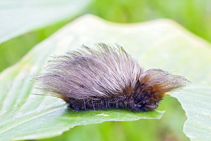 Diese komischen Insekten gibt es wirklich