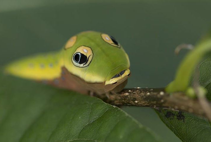 Diese komischen Insekten gibt es wirklich