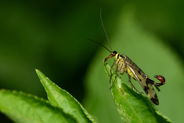 Diese komischen Insekten gibt es wirklich