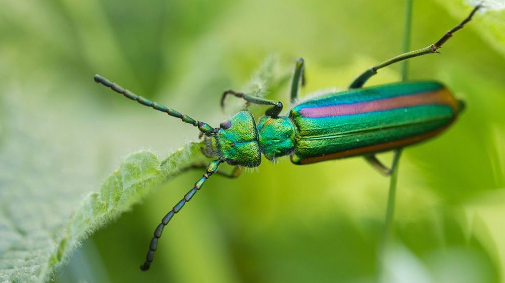 Diese komischen Insekten gibt es wirklich