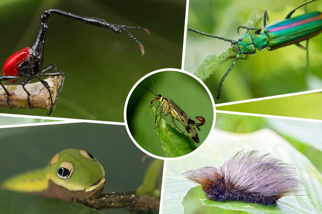 Diese komischen Insekten gibt es wirklich