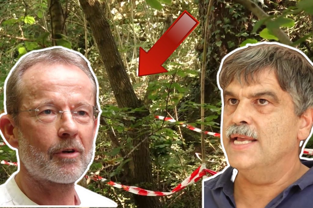 Ein Baum und vier Quadratmeter Wald bringen die Allschwiler auf die Palme