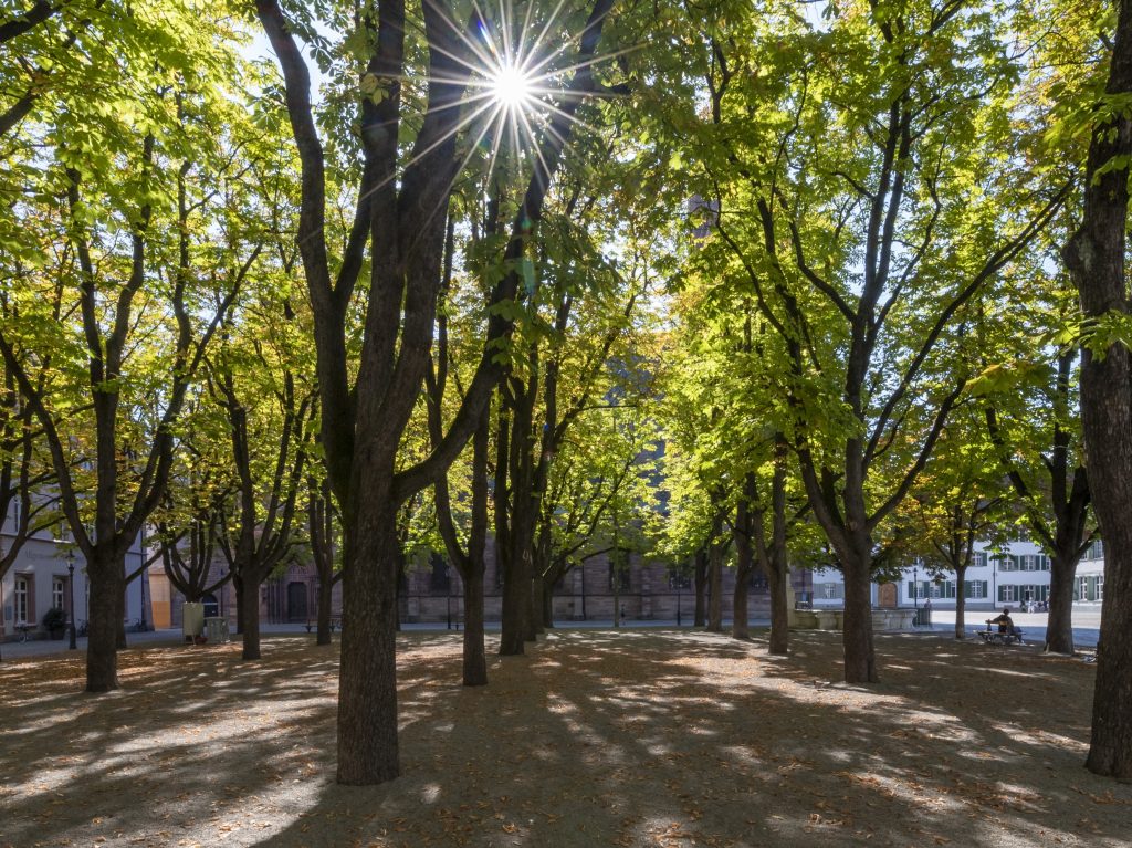 Termin steht: Am 26. November stimmen wir über die Stadtklima-Initiativen ab