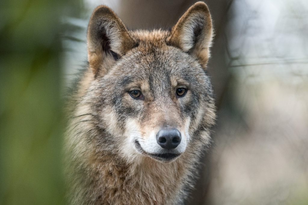 Zwölf Wolfsrudel zum Abschuss freigegeben