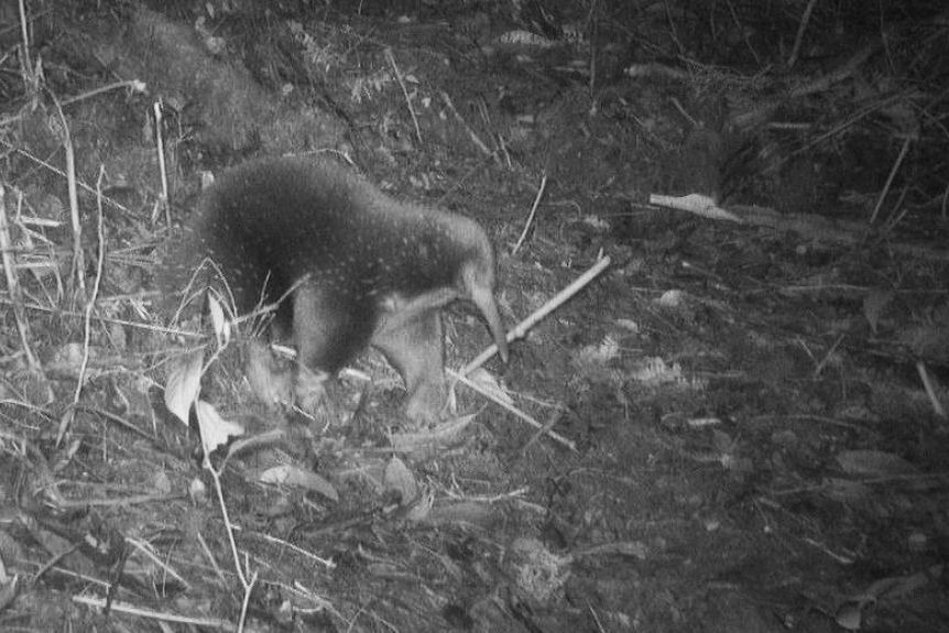 Er lebt! So sieht der ausgestorben geglaubte Langschnabeligel aus