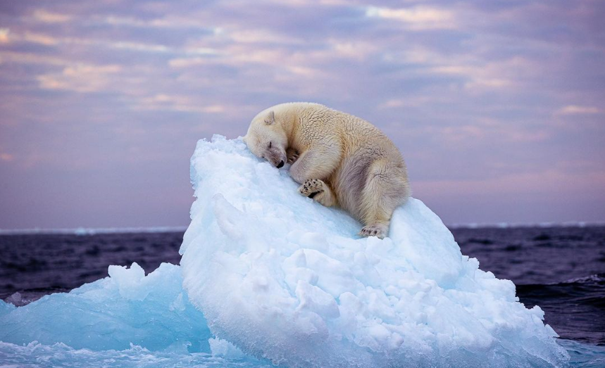 Bild von schlafendem Eisbär gewinnt Londoner Publikumspreis