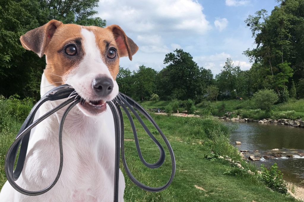 Zum Schutz der Wildtiere: Ab 1. April gilt wieder die Leinenpflicht für Hunde