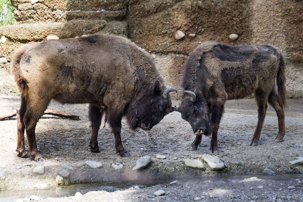 Tierpark Lange Erlen wird wohl mit rund 2,4 Millionen Franken unterstützt
