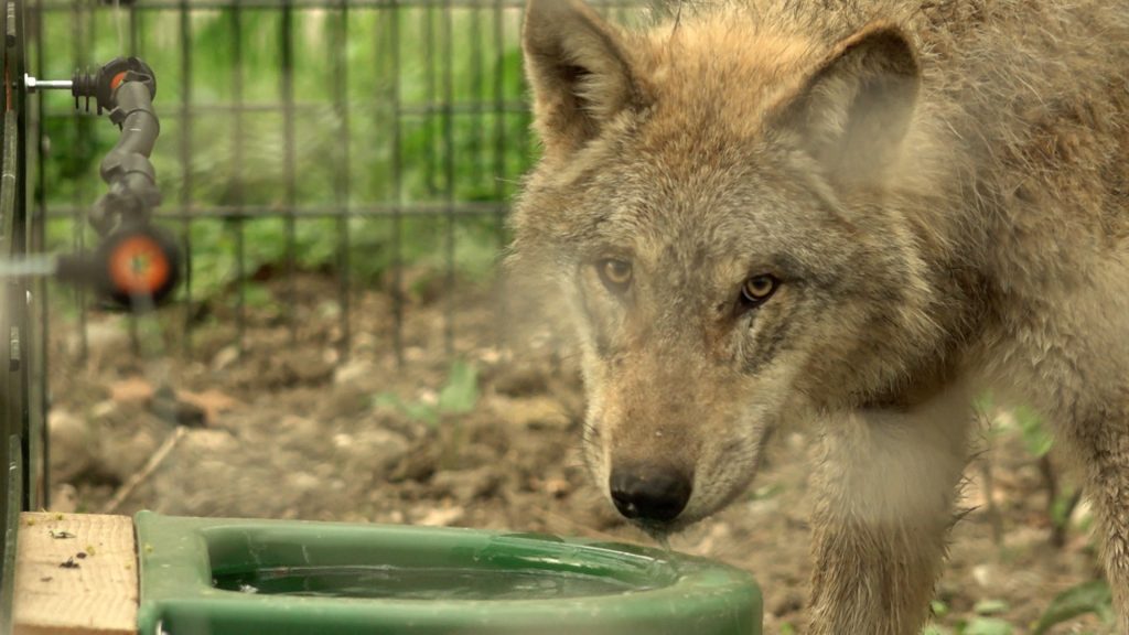 Die Wölfe sind zurück im Tierpark Lange Erlen
