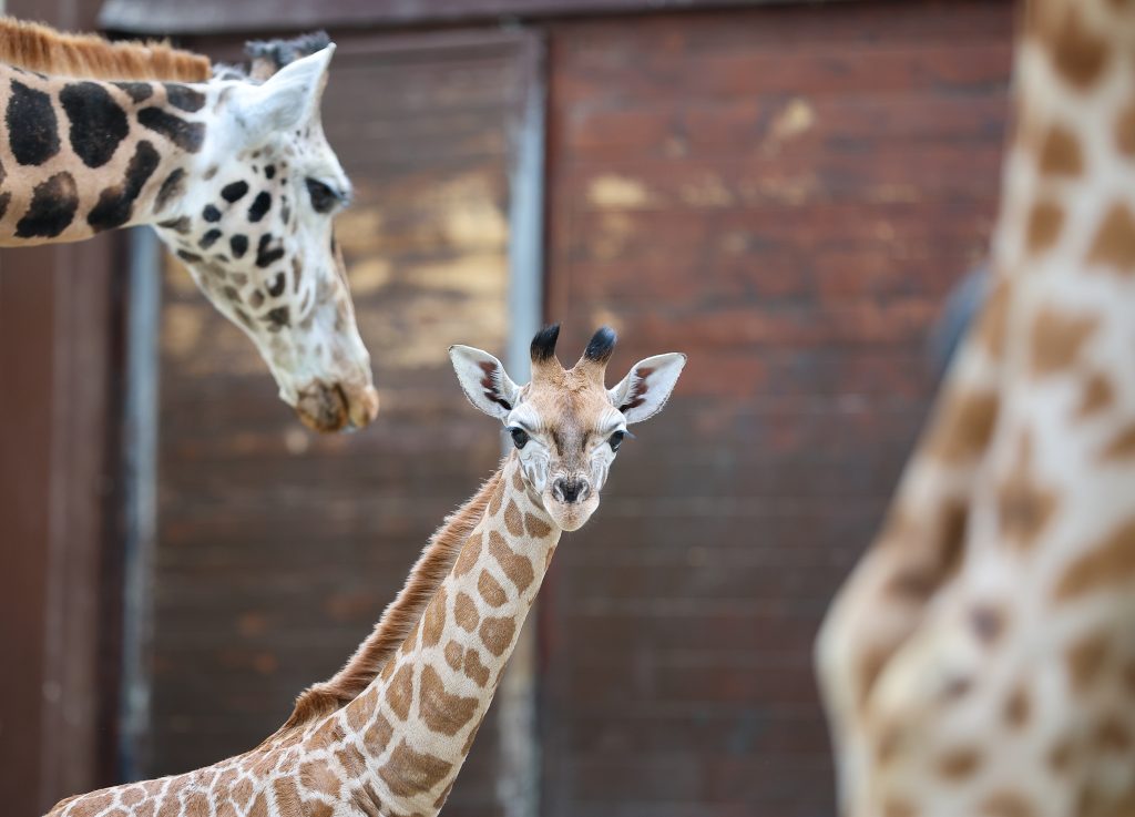 Viele Neuankömmlinge: Zolli freut sich unter anderem über eine Giraffengeburt