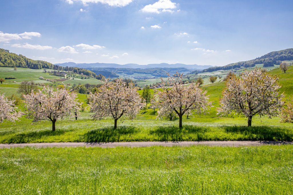 Netto-Null-Ziel: Regierungsrat setzt Klimastrategie in Kraft