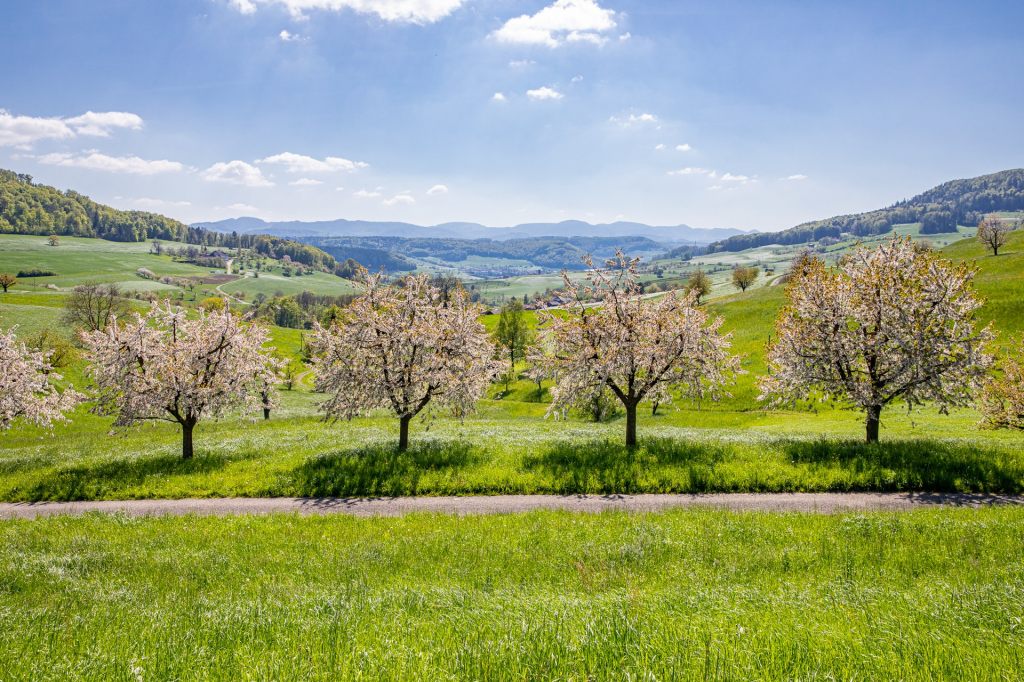 Netto-Null-Ziel: Regierungsrat setzt Klimastrategie in Kraft