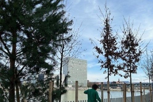 Mehr Grün und neues Leben am Elsässerrheinweg