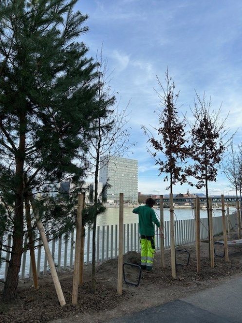 Mehr Grün und neues Leben am Elsässerrheinweg