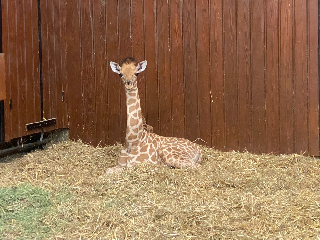 Jöööööö! Hier entdeckt Vizuri das Zolli-Gehege