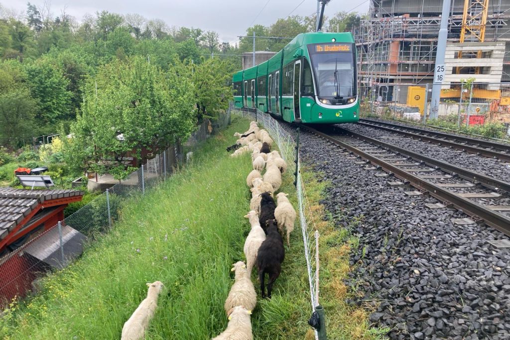 Am Jakobsberg sind wieder die Schafe los