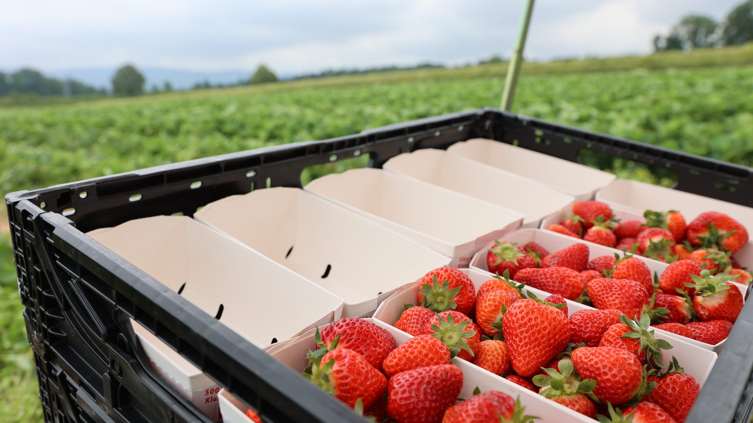 Erdbeer-Ernte fällt ins Wasser: «Wir müssen aktuell etwa 40 Prozent wegwerfen»