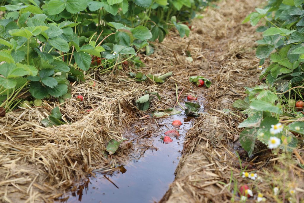 Erdbeer-Ernte fällt ins Wasser: «Wir müssen aktuell etwa 40 Prozent wegwerfen»