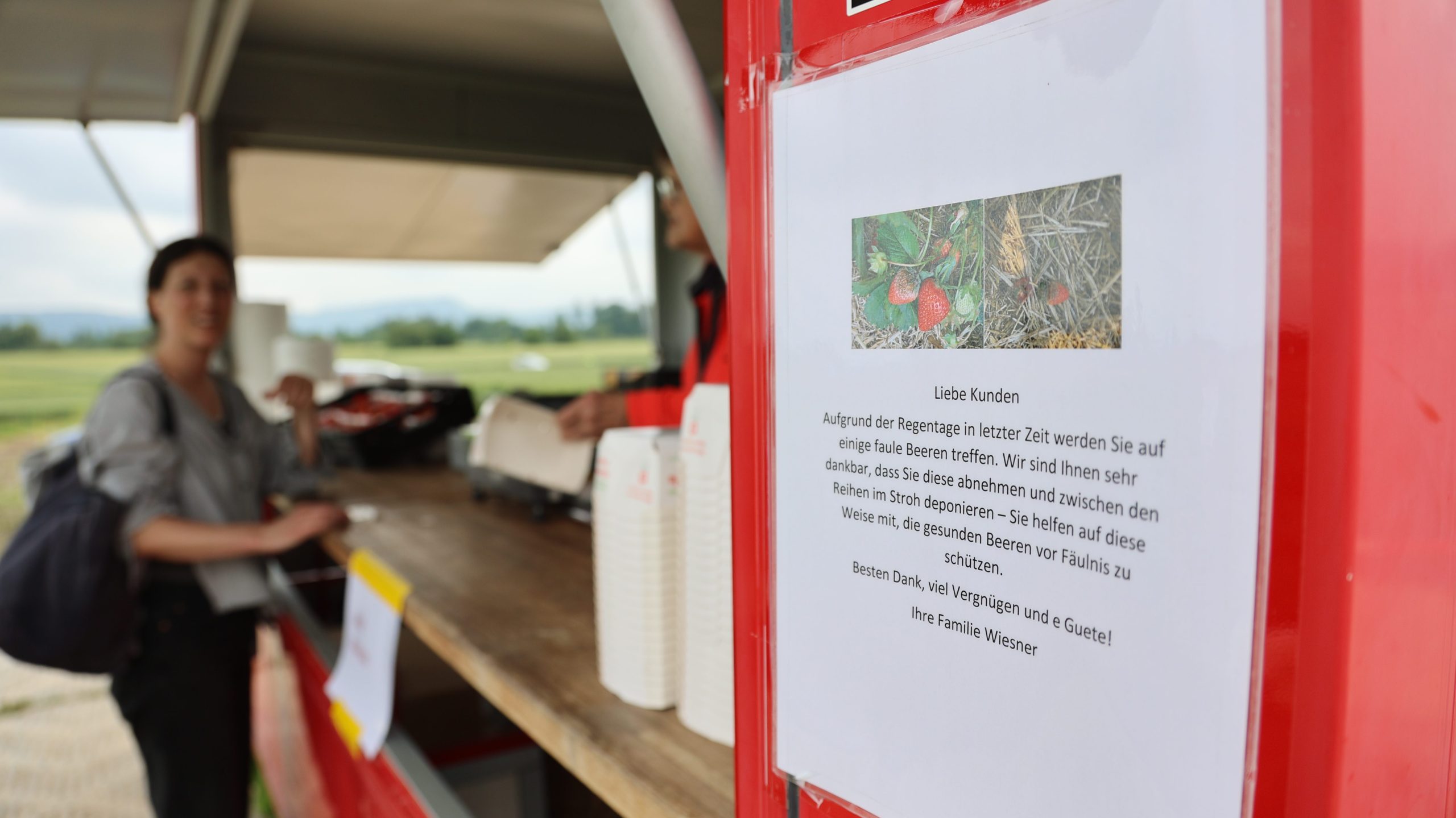 Erdbeer-Ernte fällt ins Wasser: «Wir müssen aktuell etwa 40 Prozent wegwerfen»