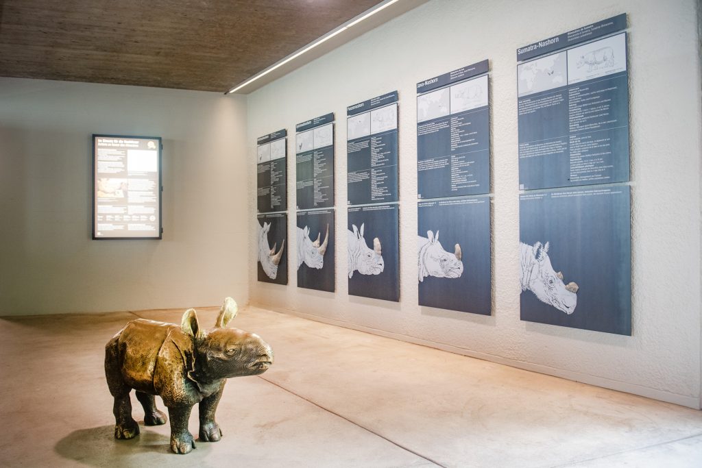 Seltener Zwergflusspferd-Nachwuchs im Zolli