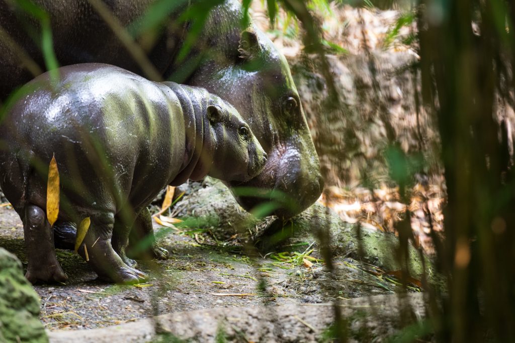 Seltener Zwergflusspferd-Nachwuchs im Zolli