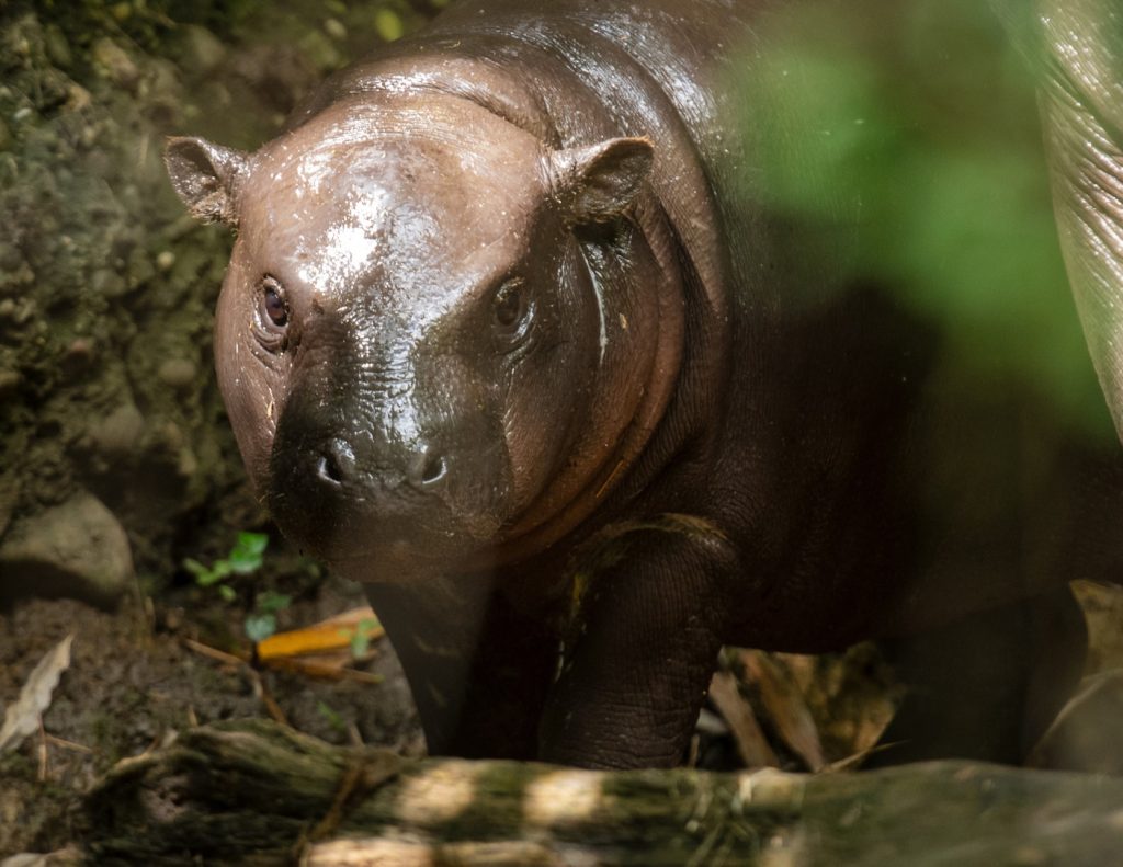 Seltener Zwergflusspferd-Nachwuchs im Zolli