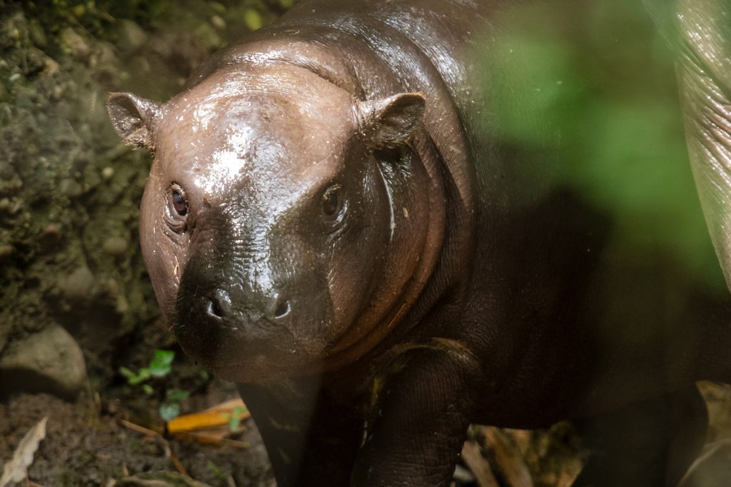 Seltener Zwergflusspferd-Nachwuchs im Zolli