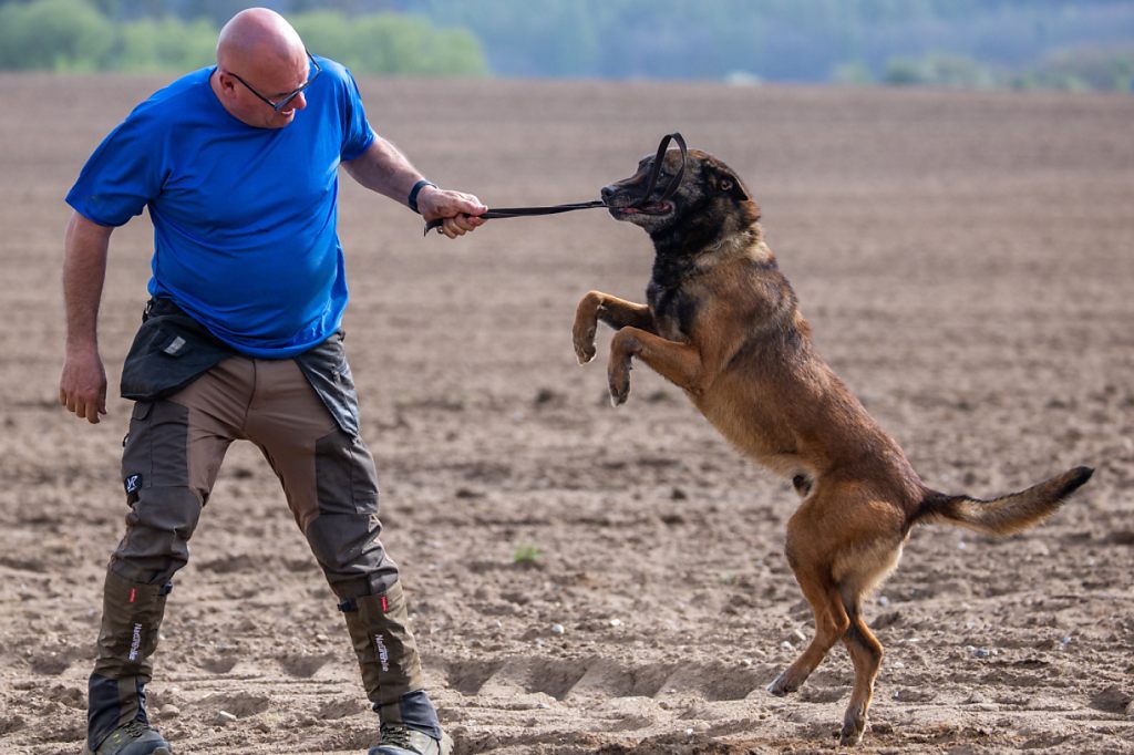 Basel-Stadt führt die Kurspflicht für Hundehalter wieder ein