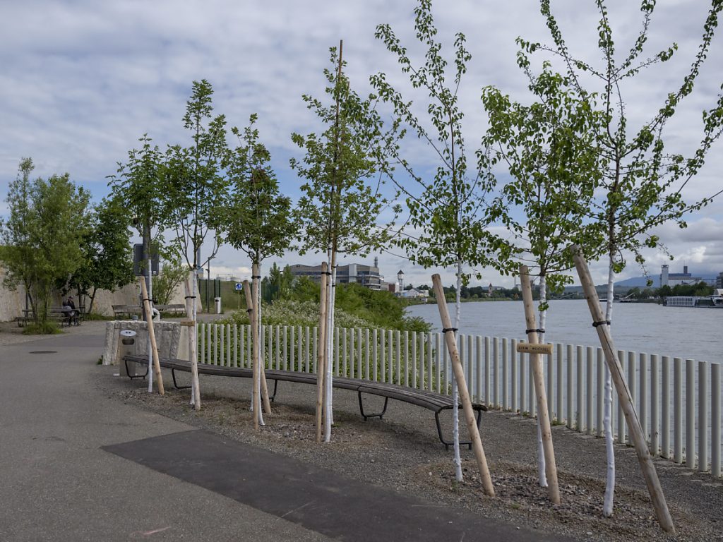 Regierung muss Pläne für mehr Bäume in der Stadt vorlegen