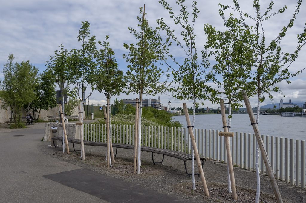 Regierung muss Pläne für mehr Bäume in der Stadt vorlegen