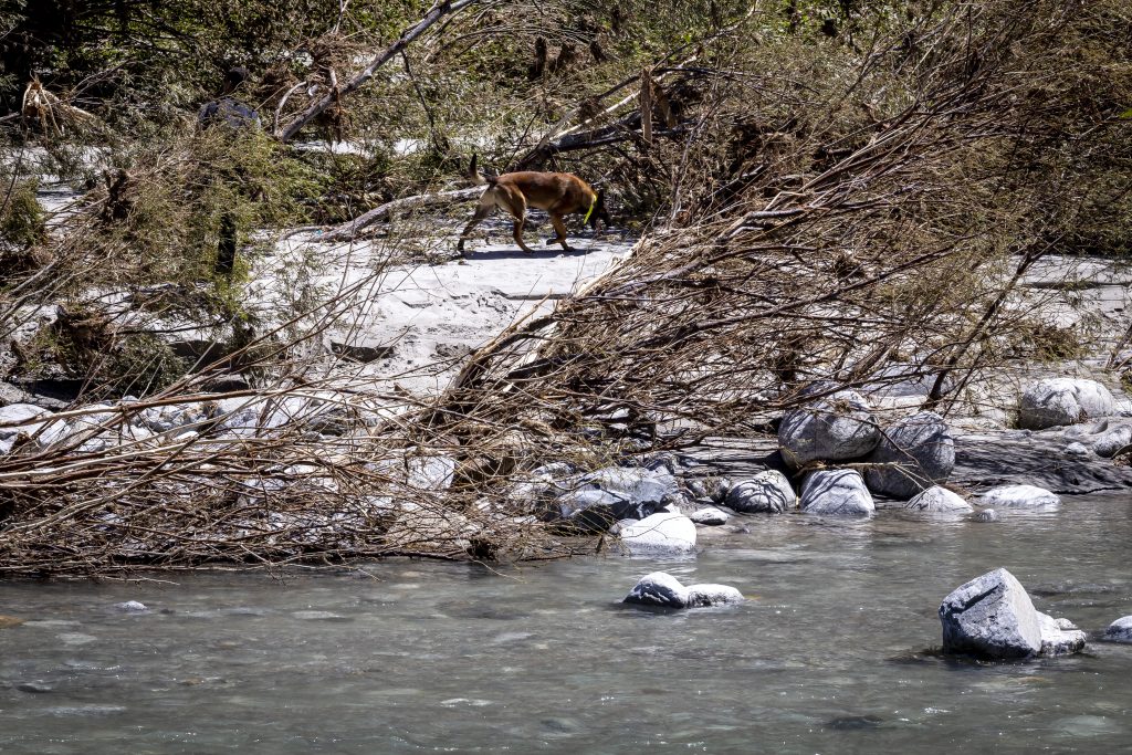 Zivilschützer finden Leiche im Maggia-Flussbett