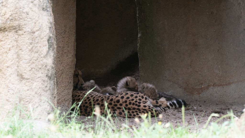 Jööö – vierfacher Geparden-Nachwuchs im Zolli