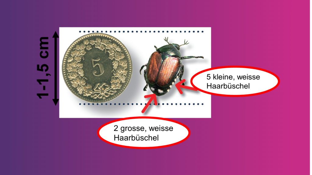 Stadtkanton beschliesst Vorschriften zur Japankäfer-Bekämpfung