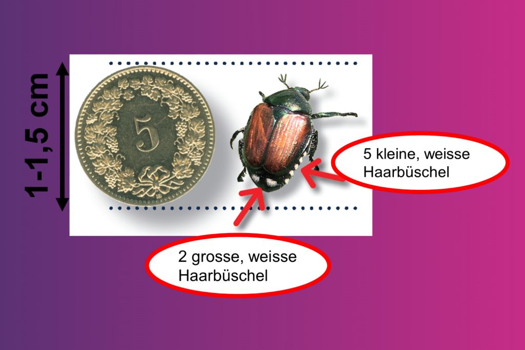 Stadtkanton beschliesst Vorschriften zur Japankäfer-Bekämpfung