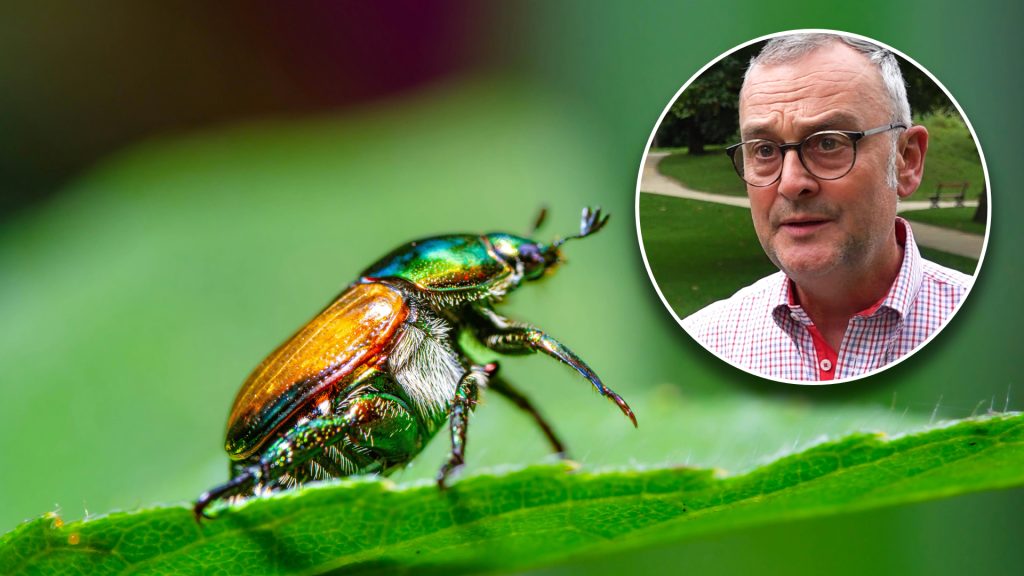 Stadtgärtnerei: «Basel muss einen grossflächigen Ausbruch verhindern»