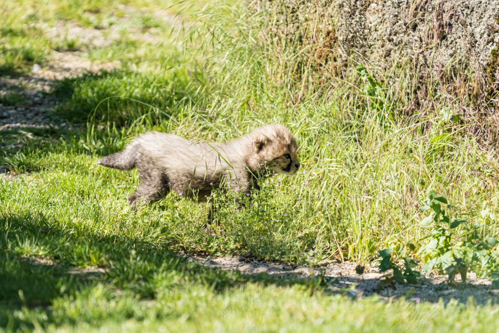 Jööö – vierfacher Geparden-Nachwuchs im Zolli