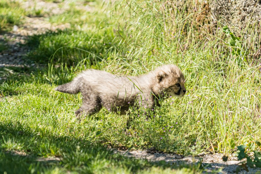 Jööö – vierfacher Geparden-Nachwuchs im Zolli