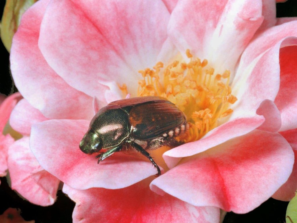 Beide Basel wollen mit mehreren Massnahmen den Japankäfer bodigen