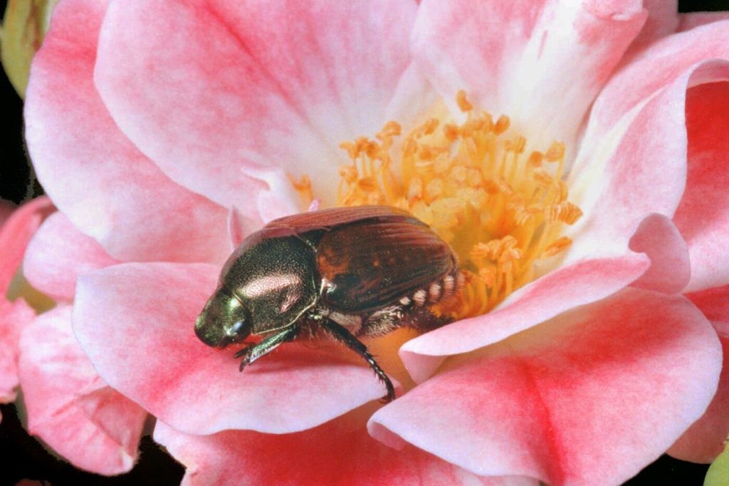 Beide Basel wollen mit mehreren Massnahmen den Japankäfer bodigen
