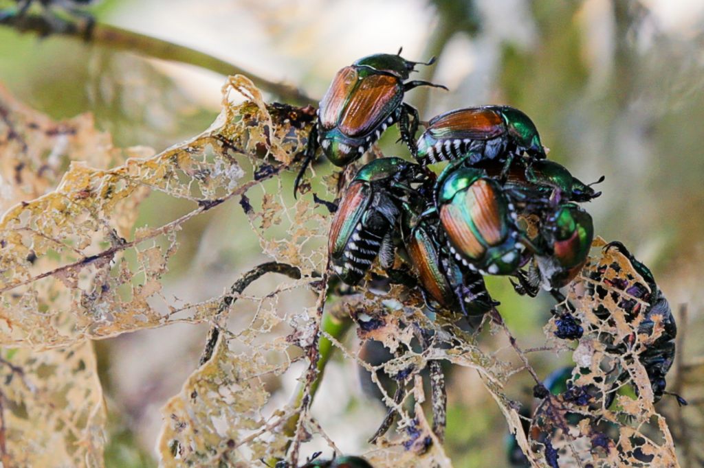 Japankäfer auf dem Vormarsch – Kanton weitet Massnahmen aus
