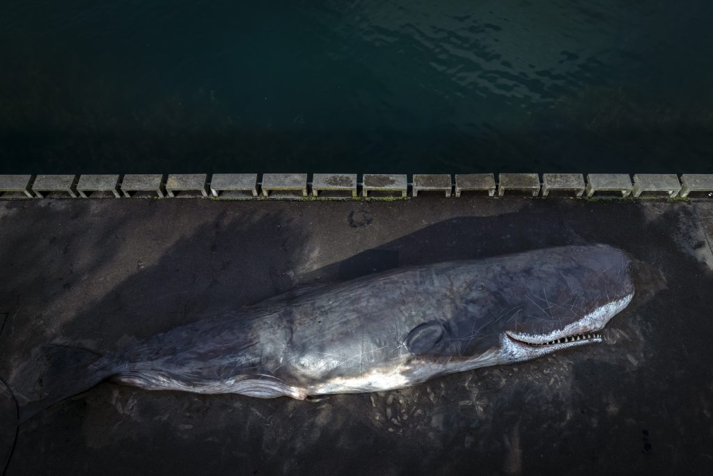 15 Meter langer Pottwal am Zürcher Utoquai gestrandet